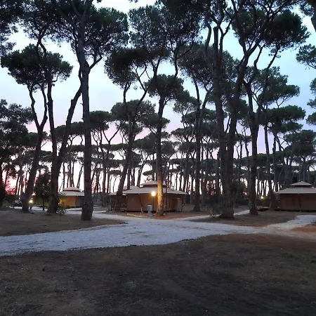 Vawidi Roma * Nettuno